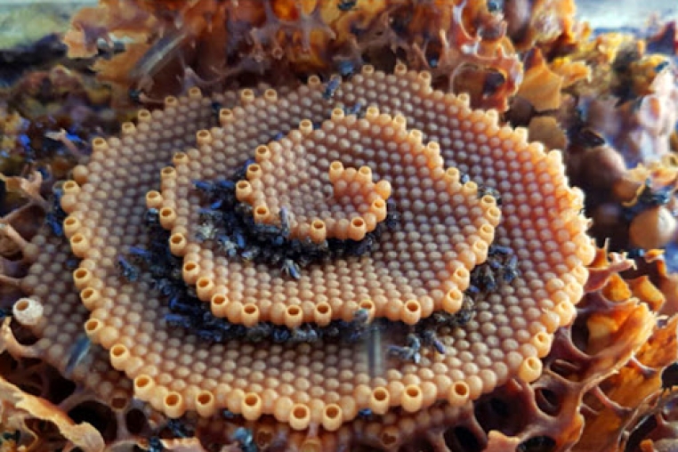 Stingless Honey Bee
