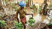banana farmers